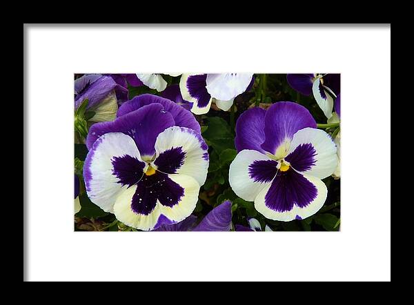 Flowers Framed Print featuring the photograph Monkey Faces by Jeanette Oberholtzer