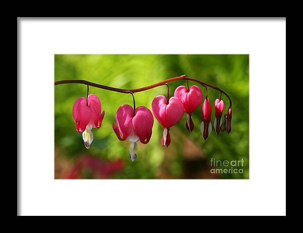Red Framed Print featuring the photograph Month of May Bleeding Hearts by Steve Augustin