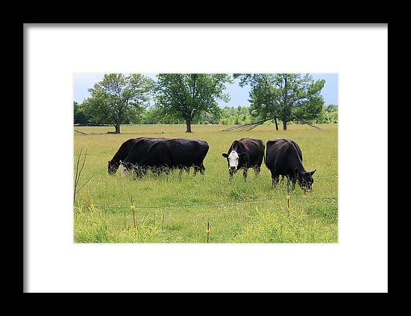 Cow Framed Print featuring the photograph Moo Moos by Sheryl Burns