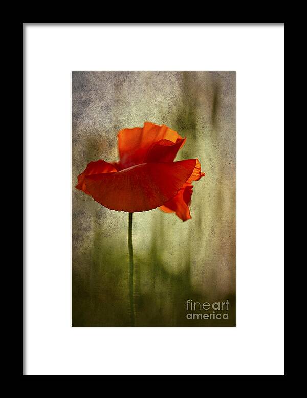 Poppy Framed Print featuring the photograph Moody Poppy. by Clare Bambers - Bambers Images