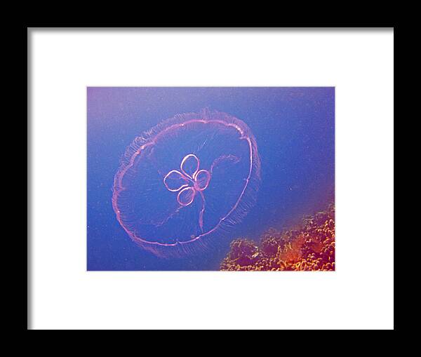Jelly Framed Print featuring the photograph Moon Jelly by Kelly Smith