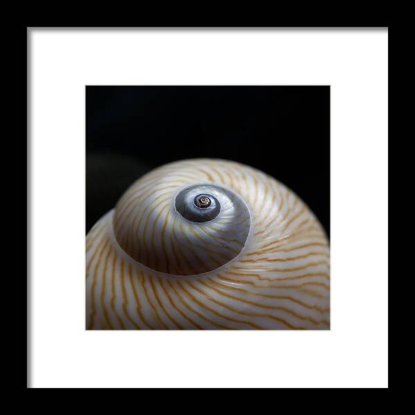 Moon Framed Print featuring the photograph Moon Shell by Carol Leigh