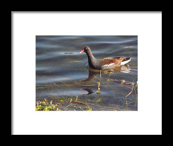 Moorehen Framed Print featuring the photograph Moorehen by Kim Galluzzo