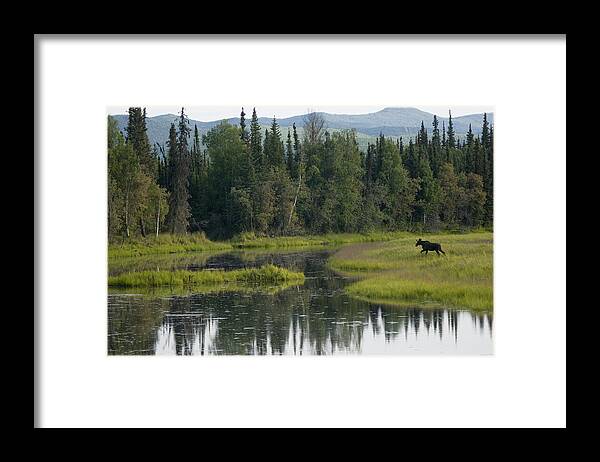 Mp Framed Print featuring the photograph Moose Alces Americanus Juvenile Bull by Michael Quinton