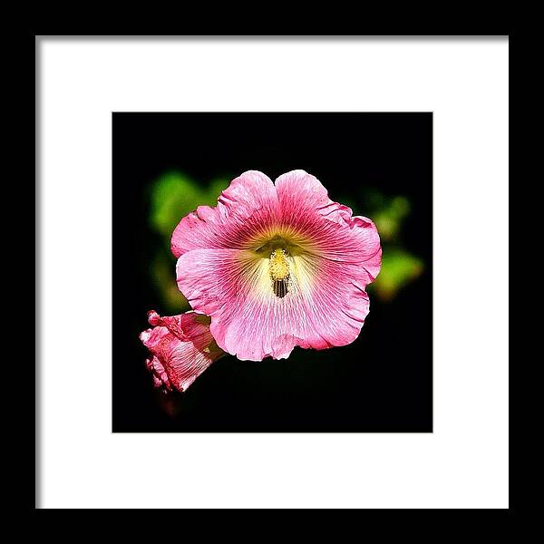  Framed Print featuring the photograph More Black-framed Flower Love by Carl Milner