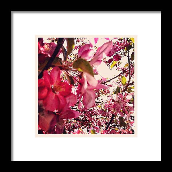 Spring Framed Print featuring the photograph More Sun Through Cherry Blossoms by John Gaucher