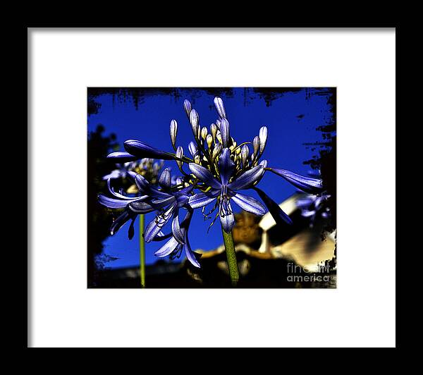 Clay Framed Print featuring the photograph Morning Blooms by Clayton Bruster