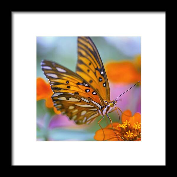 Butterfly Framed Print featuring the photograph Morning Butterfly by Joel Olives