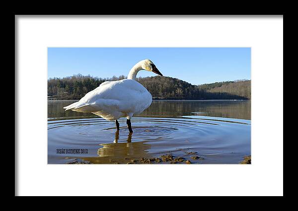 Trumpeter Swan Framed Print featuring the photograph Morning dip by Brian Stevens