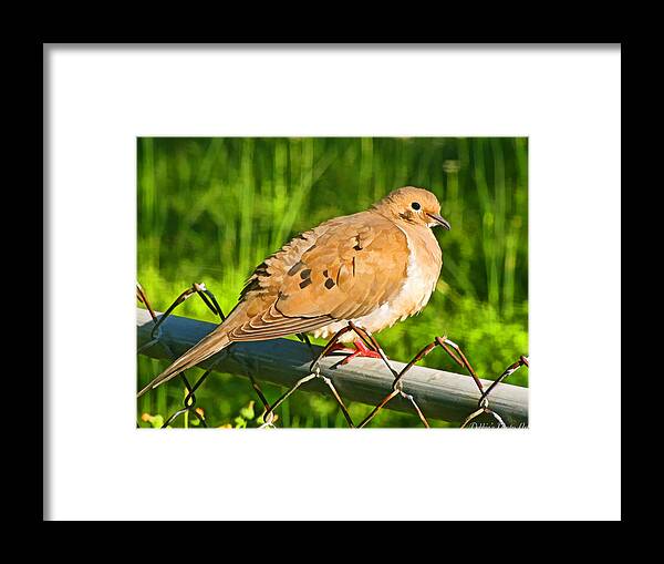 Nature Framed Print featuring the photograph Morning Dove II Photoart by Debbie Portwood