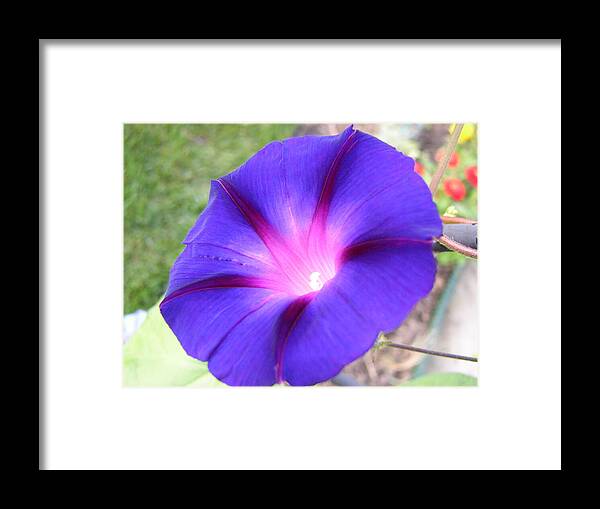 Morning Glory Framed Print featuring the photograph Morning Glory FIRE by Randy J Heath