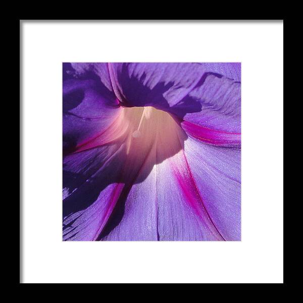 Morning Glory Framed Print featuring the photograph Morning Glory by Shannon Grissom