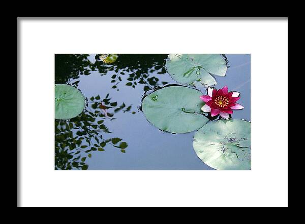 Lilly/koi Pond/water Flowers/water Framed Print featuring the photograph Morning Lilly by Dan Menta
