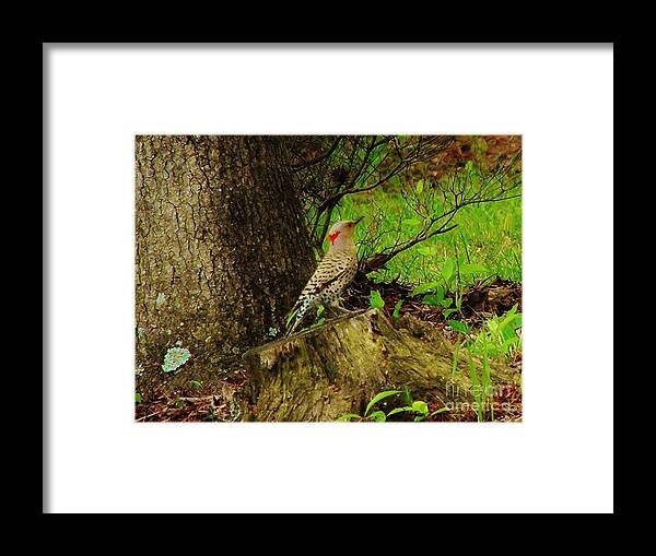 Woods Shot Framed Print featuring the photograph Morning Northern Flicker by Earl Williams Jr