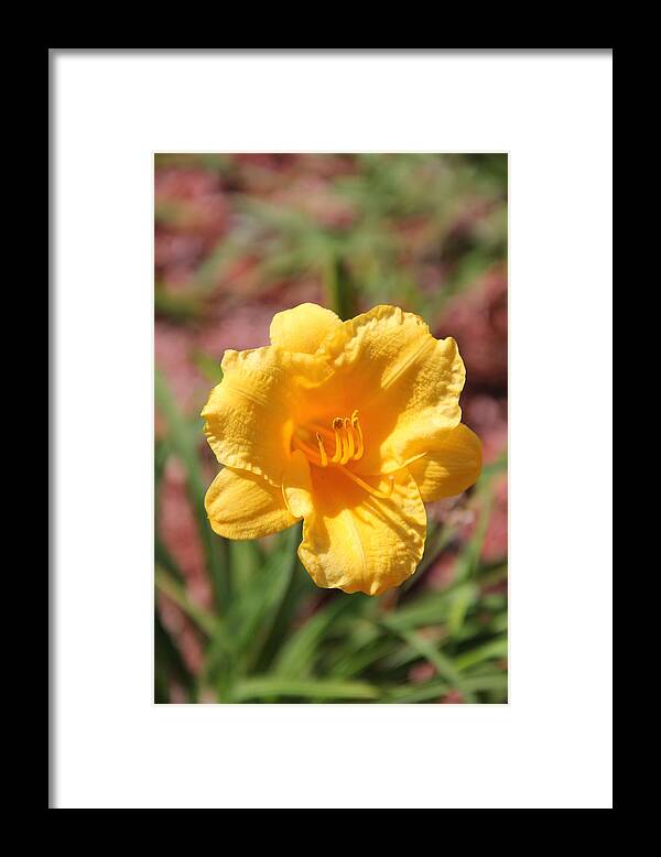 Flowers Framed Print featuring the photograph Morning Primrose by Charlene Reinauer