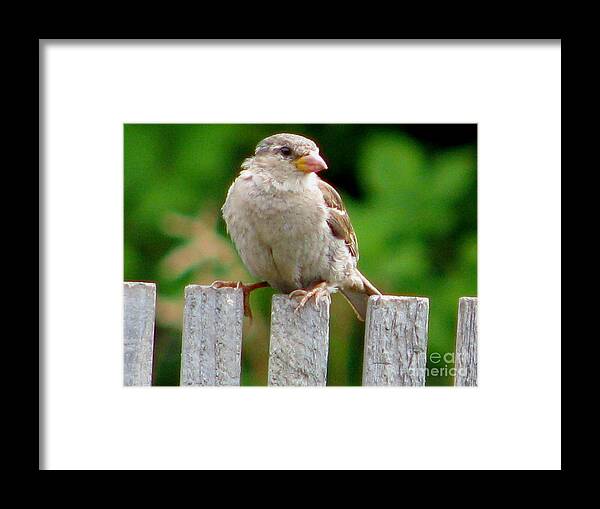 Bird Framed Print featuring the photograph Morning Visitor by Rory Siegel
