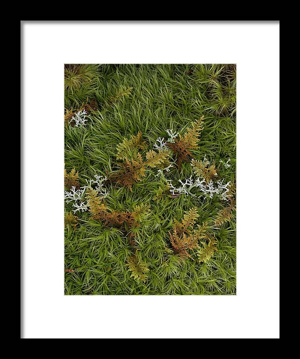 Bryophyta Framed Print featuring the photograph Moss And Lichen by Daniel Reed