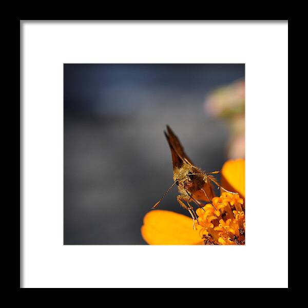 Moth Framed Print featuring the photograph Moth on a Zinnia Blossom by Ronda Broatch