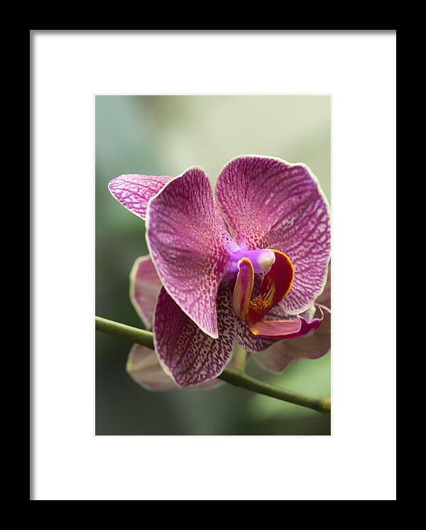 Phalaenopsis Framed Print featuring the photograph Moth Orchid Curvation by Bill and Linda Tiepelman