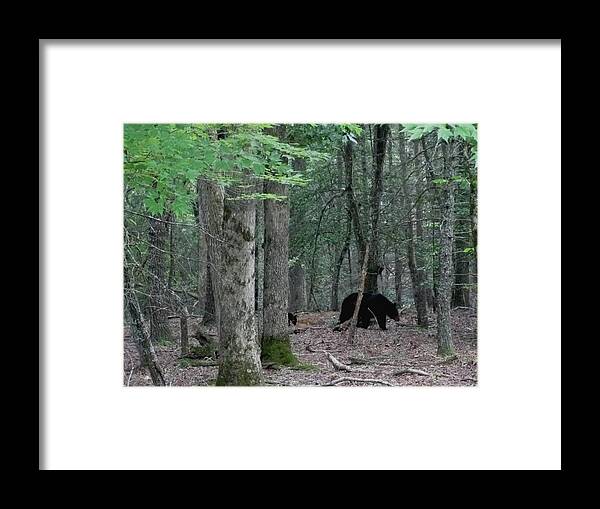 Kathy Long Framed Print featuring the photograph Mother Bear and Cub in Woods by Kathy Long