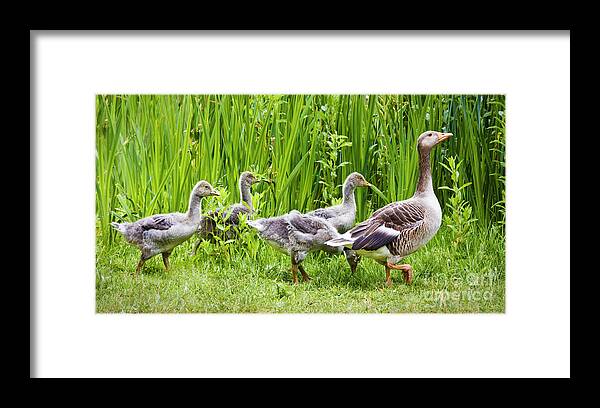 Aloof Framed Print featuring the photograph Mother goose leading goslings by Simon Bratt