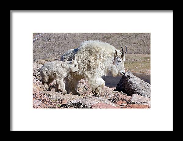 Mountain Goat Framed Print featuring the photograph Mountain Goat Momma with Kid by Stephen Johnson