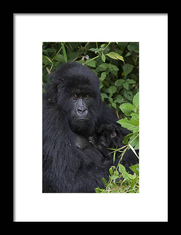 00427965 Framed Print featuring the photograph Mountain Gorilla Mother And Infant Parc by Suzi Eszterhas