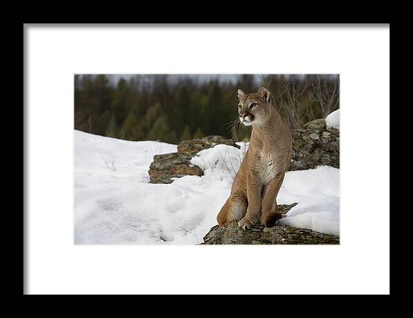 Mp Framed Print featuring the photograph Mountain Lion Puma Concolor Sitting by Matthias Breiter