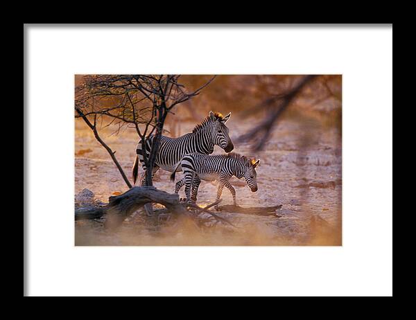 Mp Framed Print featuring the photograph Mountain Zebra Equus Zebra Mother by Konrad Wothe