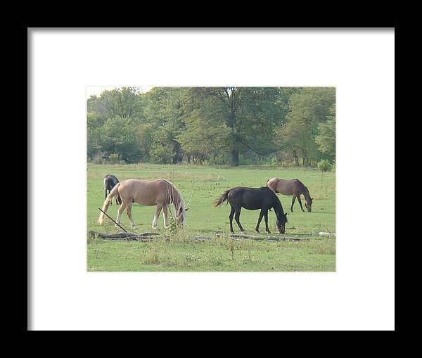 Nature Framed Print featuring the photograph Mowing the Lawn by Bonfire Photography
