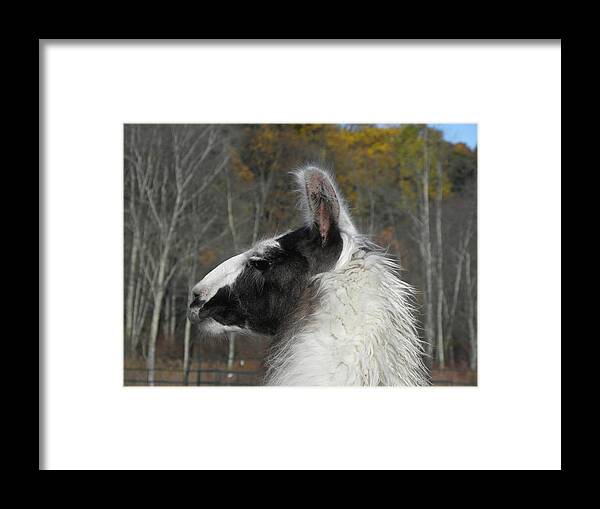 Alpaca Framed Print featuring the photograph Mr Alpaca in the country by Kim Galluzzo Wozniak