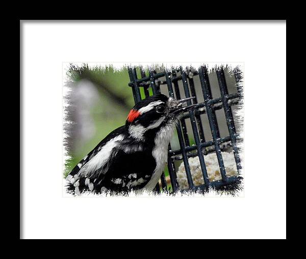 Downy Framed Print featuring the photograph Mr Downy Woodpecker by Kim Galluzzo Wozniak