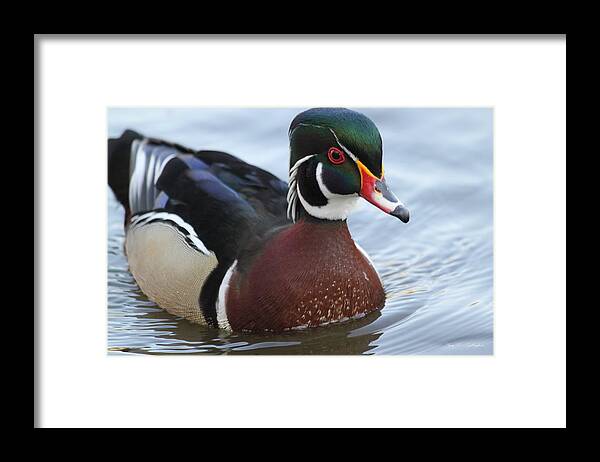 Handsome Framed Print featuring the photograph Mr. Handsome by Amy Gallagher