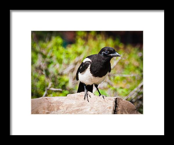 Magpie Framed Print featuring the photograph Mr. Magpie by Cheryl Baxter