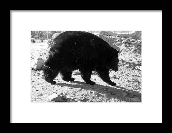 Black Framed Print featuring the photograph Mrs Black Bear by Kim Galluzzo Wozniak