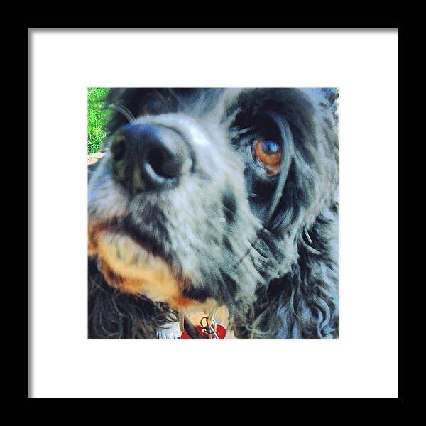 Cocker Spaniel Framed Print featuring the photograph Ms. Cookie by Anna Prince