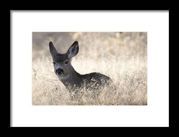 00429825 Framed Print featuring the photograph Mule Deer Fawn Resting In Grass Tule by Sebastian Kennerknecht