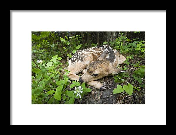 Mp Framed Print featuring the photograph Mule Deer Odocoileus Hemionus Newborn by Michael Durham
