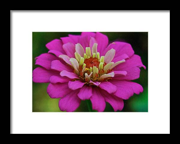 Annual Framed Print featuring the photograph Multicolored Zinnia 9476 4268 by Michael Peychich