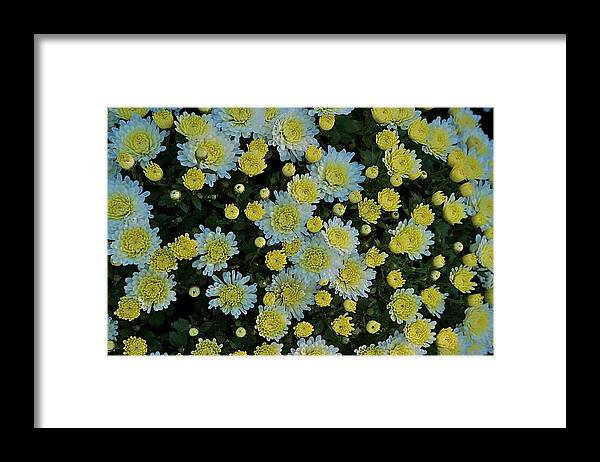 Flower Framed Print featuring the photograph Mums by Joseph Yarbrough