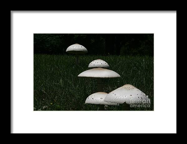 Mushrooms Framed Print featuring the photograph Mushrooms on the March by Joan McArthur