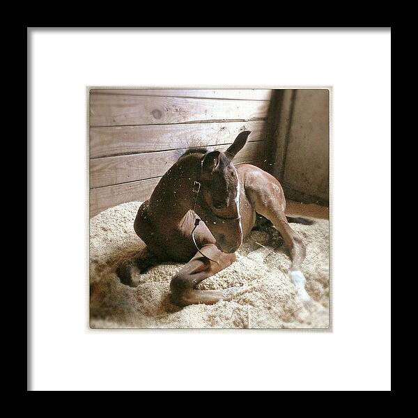 Zweibrücker Framed Print featuring the photograph My Baby Indy @ 1 Month Old. #horse by Jackie W