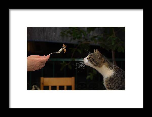 Cat Framed Print featuring the photograph My best most beloved cat by Michael Goyberg