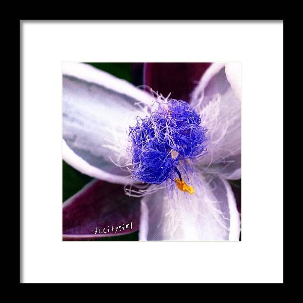 Whitespiderwort Framed Print featuring the photograph 🌀🌀my Book Club Only Reads Wine by Dccitygirl WDC