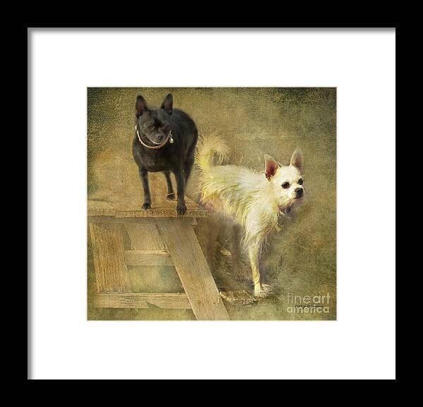 Happiness Framed Print featuring the digital art My Chihuahua Girlz by Rhonda Strickland