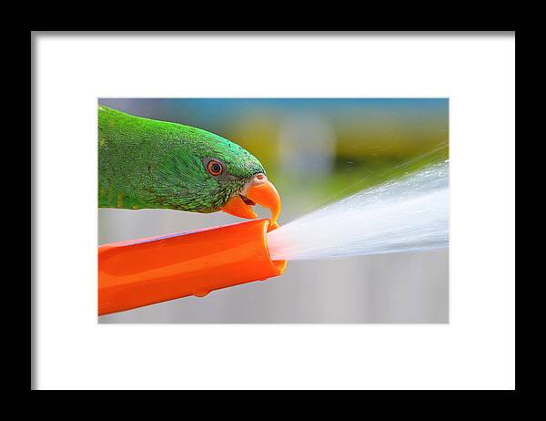 Birds Australia Framed Print featuring the photograph My hose 02 by Kevin Chippindall