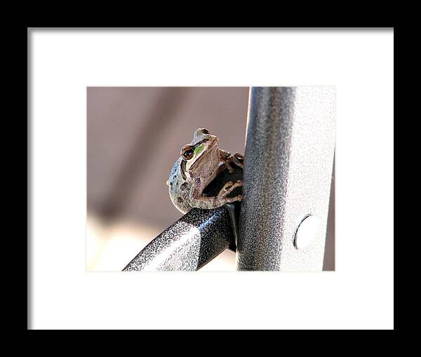 Frog Framed Print featuring the photograph My New Friend by Rory Siegel
