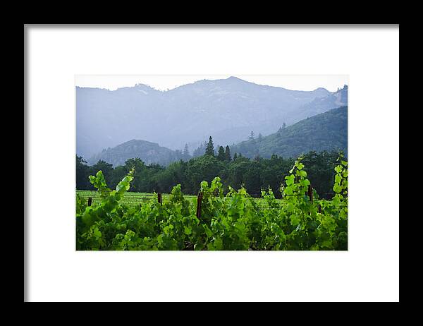 Summer Framed Print featuring the photograph Napa Valley Vineyard Summer by Dina Calvarese