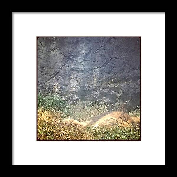 Lion Framed Print featuring the photograph Napping Is A Popular Activity. #seattle by Ashley Brandt
