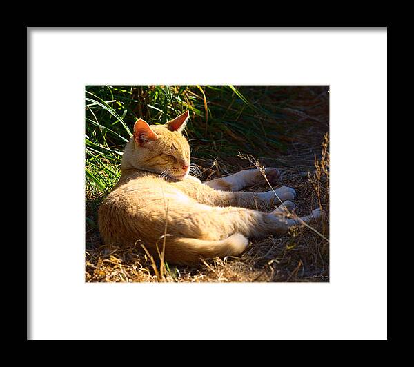 Cat Framed Print featuring the photograph Napping Orange Cat by Chriss Pagani